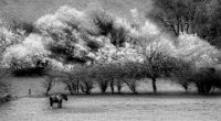 165 - CHEVAL SAULAIE - LINSTRUMENT CLAUDE - france <div : Noir et Blanc, Paysage, Paysage 58